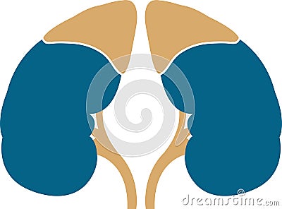 Kidney logo Vector Illustration