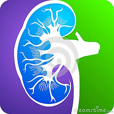 Kidney logo Vector Illustration