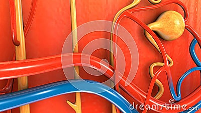 Nephron Stock Photo