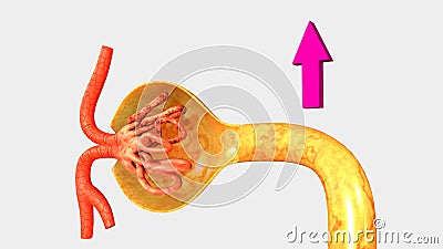 Nephron Stock Photo