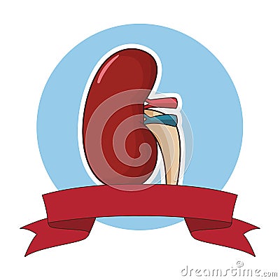 Kidney organ emblem Vector Illustration
