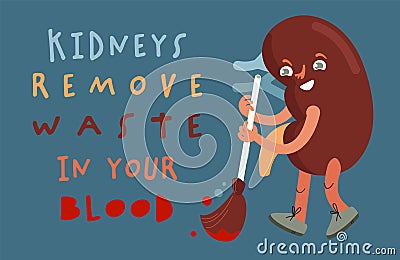 Kidney remove waste in your blood. Vector illustration Vector Illustration