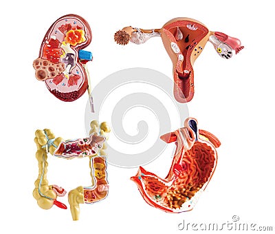 Kidney, Stomach, Uterus and Intestine model isolated on white background, anatomy model for study diagnosis and treatment in Stock Photo