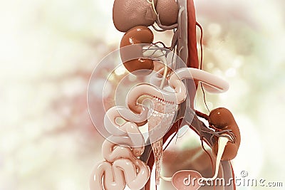 Kidney transplantation on scientific background Cartoon Illustration
