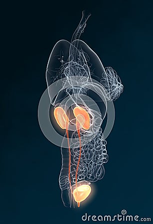 Kidney and ureter of a woman, medically illustration Cartoon Illustration