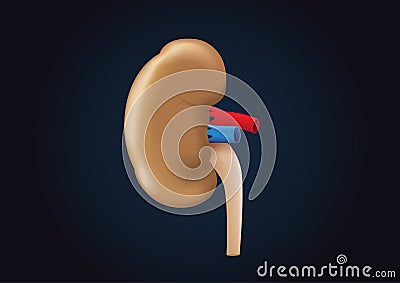 Kidney vector on dark background. Vector Illustration