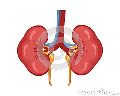 Kidney vector design. Realistic kidney anatomy pictures vector design Vector Illustration