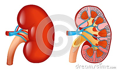 Kidney Vector Illustration