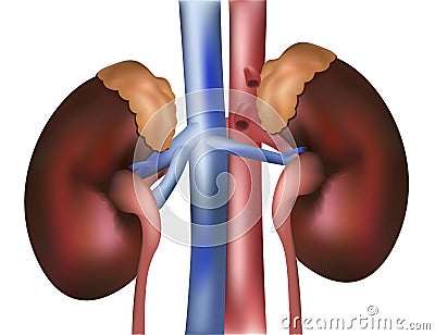 Kidneys Vector Illustration