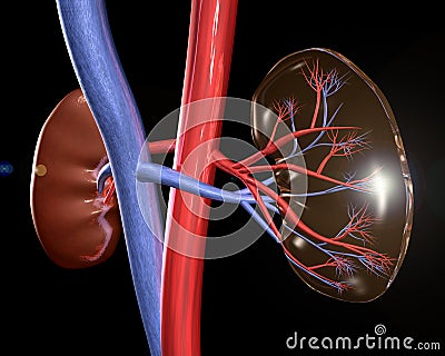 Kidneys Stock Photo