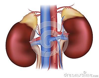 Kidneys and adrenal glands, blood supply Vector Illustration