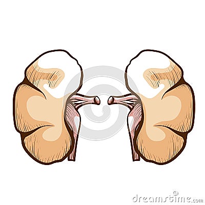 Kidneys anatomical hand drawn icon. Urinary track system. Prevention and treatment of renal diseases. Vector Illustration