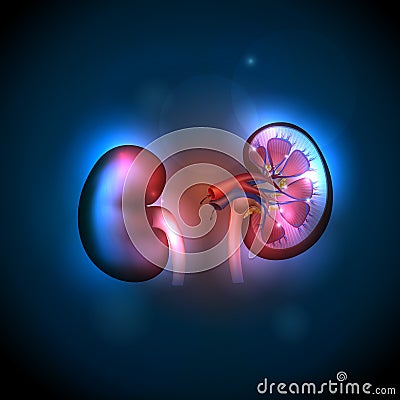 Kidneys anatomy background Vector Illustration