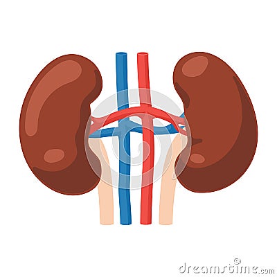 Kidneys anatomy icon Vector Illustration