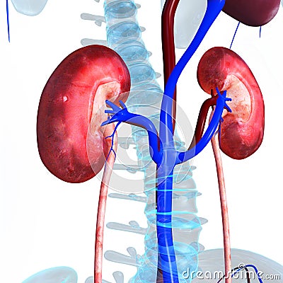 Kidneys Stock Photo