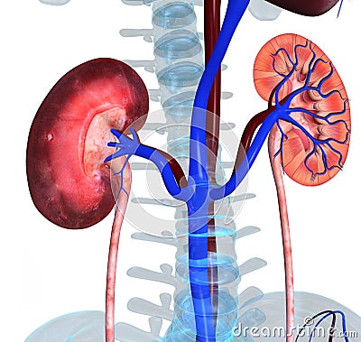 Kidneys Stock Photo