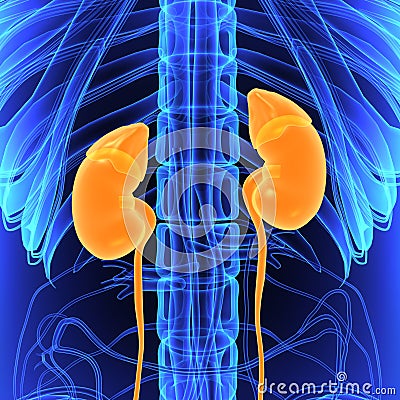 Kidneys Stock Photo