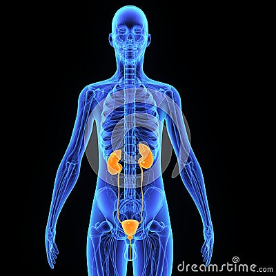 Kidneys Stock Photo