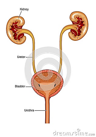 Kidneys and bladder Vector Illustration