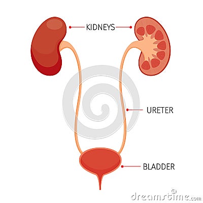 Kidneys And Bladder, Human Internal Organ Diagram Vector Illustration