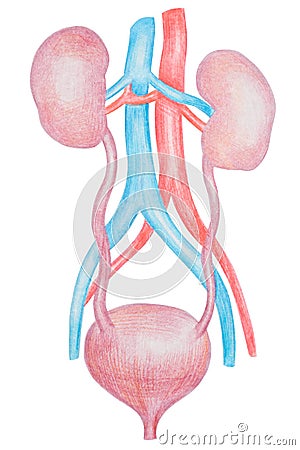 Kidneys And Bladder, Human Internal Organ Diagram stock illustration Cartoon Illustration