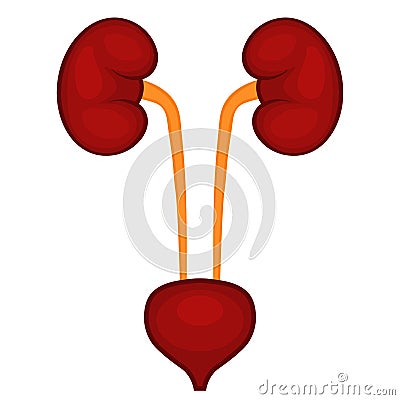 Kidneys and bladder, vector Vector Illustration