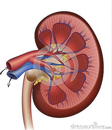 Kidneys blood supply Vector Illustration