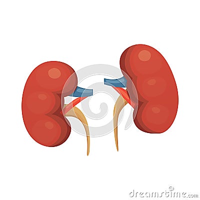 Kidneys cartoon vector isolated illustration. Human biology icon. Vector Illustration