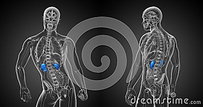 Kidneys Cartoon Illustration