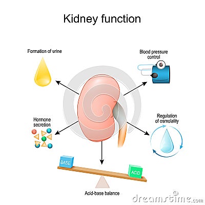 Kidneys function Vector Illustration