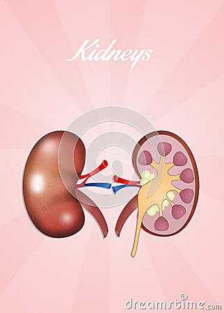 Kidneys Cartoon Illustration