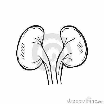 Kidneys hand drawn outline doodle icon. Kidney transplant and kidney dialysis concept vector sketch illustration for print, web, Vector Illustration