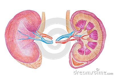 Kidneys, Human Internal Organ Diagram stock illustration Cartoon Illustration