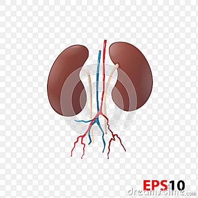 Kidneys. Human internal organ realistic isolated Vector Illustration