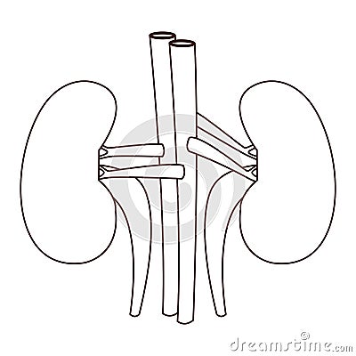 Kidneys human organ Vector Illustration