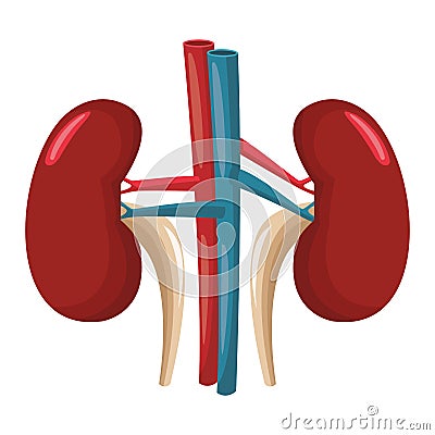 Kidneys human organ Vector Illustration