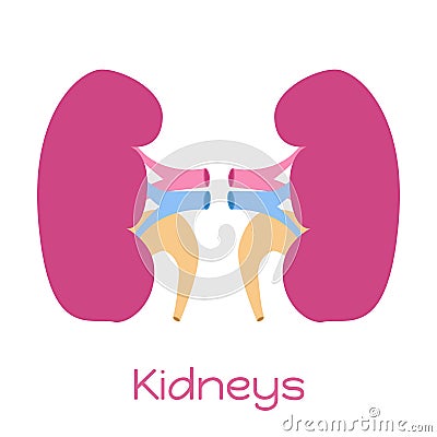 Kidneys illustration in flat style. Viscera icon, internal organ Cartoon Illustration