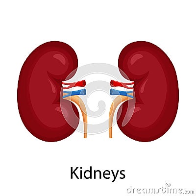 Kidneys. Illustration of left and right kidney. Human internal organ. Concept of urinary system endocrine system. Detailed flat Vector Illustration
