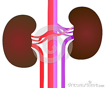 Kidneys illustration on a white background Vector Illustration