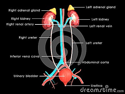 Kidneys Labelled Stock Photo