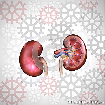 Kidneys Vector Illustration