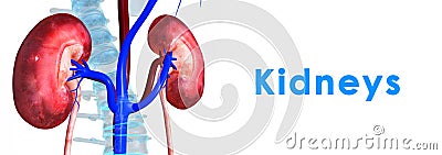 Kidneys Stock Photo