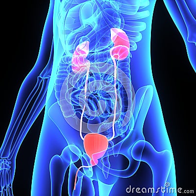 Kidneys Stock Photo