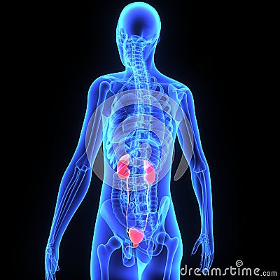 Kidneys Stock Photo