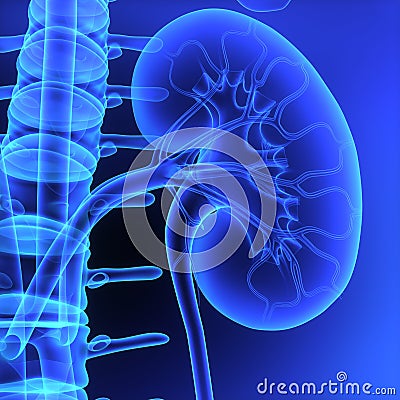 Kidneys Stock Photo