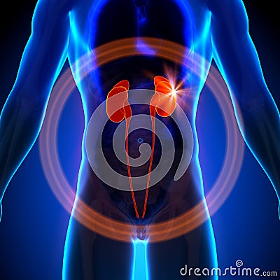 Kidneys - Male anatomy of human organs - x-ray view Stock Photo