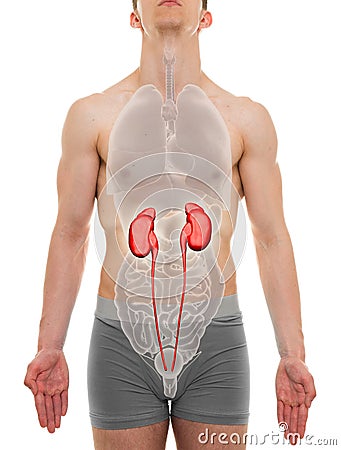 Kidneys Male - Internal Organs Anatomy - 3D illustration Cartoon Illustration