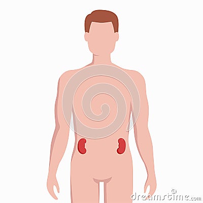 Kidneys on man body silhouette vector medical illustration isolated on white background. Human inner organ placed in Vector Illustration