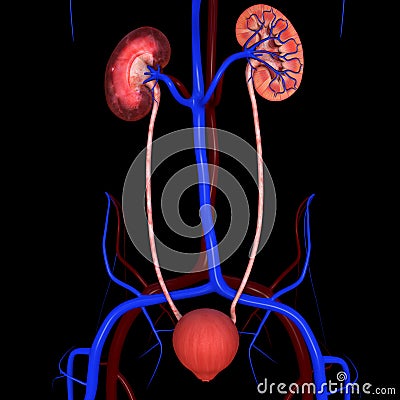 Kidneys Stock Photo