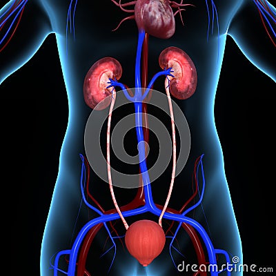 Kidneys Stock Photo